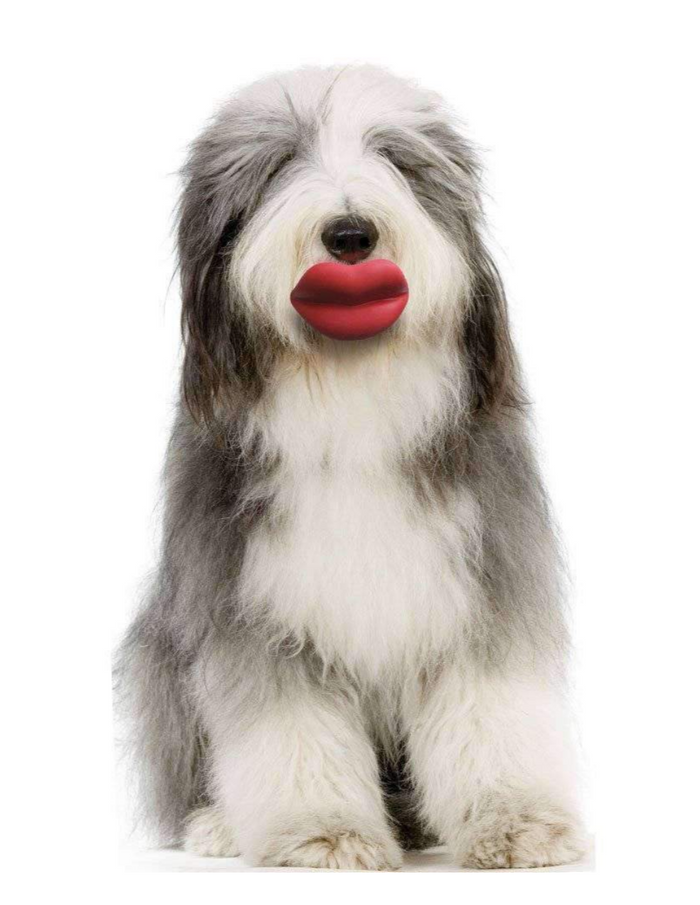 6 Products to Upgrade your Doggie to VIP Status