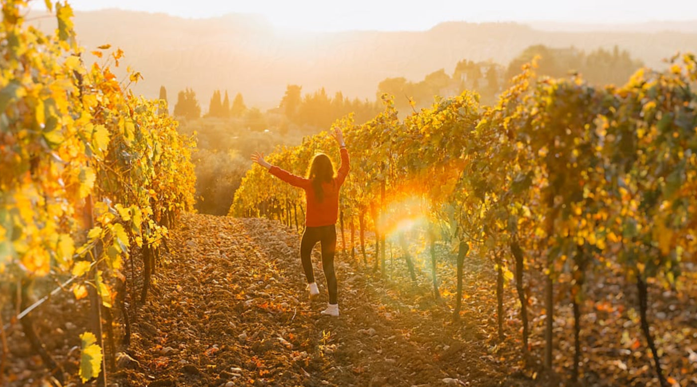 Harvest in the Vineyards with Kids